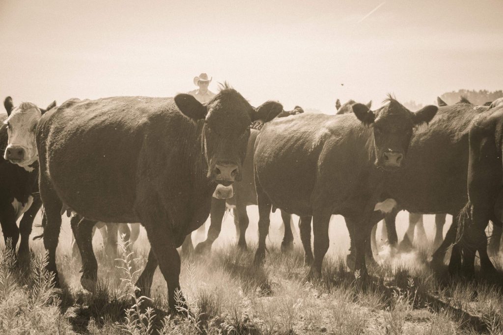 Cattle Drive Video Market